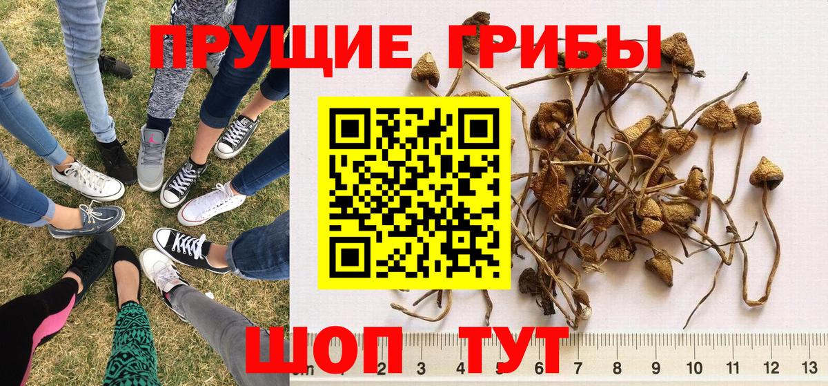 Галлюциногенные грибы MAGIC MUSHROOMS  Вход с VPN  Гуково 